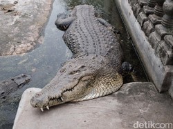 Melihat Buaya Buntung di Bekasi, Diyakini Punya Kekuatan Supranatural