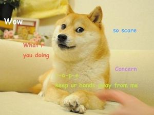 Anjing Jepang yang Menginspirasi Dogecoin Telah Mati Anjing Jepang yang Menginspirasi Dogecoin Telah Mati