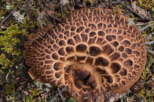 Jamur hedgehog atau dalam bahasa Korea yaitu, neung ibeoseot.