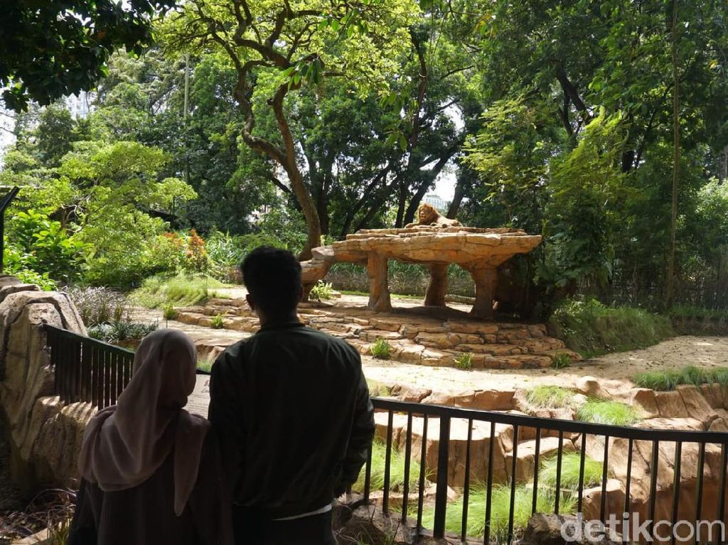 Berani Coba? Restoran Ini Suguhkan Sensasi Makan di Depan Kandang Singa Berani Coba? Restoran Ini Suguhkan Sensasi Makan di Depan Kandang Singa