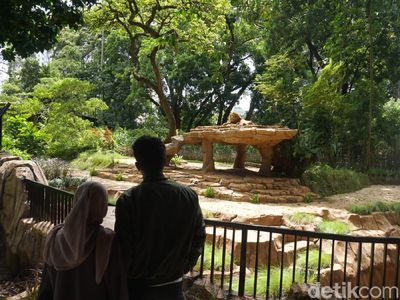 Berani Coba? Restoran Ini Suguhkan Sensasi Makan di Depan Kandang Singa