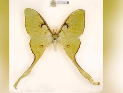 503 Spesies Baru Hewan Dinamai di 2020, Ada yang Terancam Punah