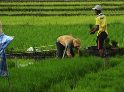 Sebagian Besar Penduduk di Kawasan Asia Tenggara Bermata Pencaharian Apa?
