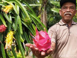 Ciamis Punya Tempat Petik-Cicip Buah Naga Sebelum Beli, Cidolog Namanya