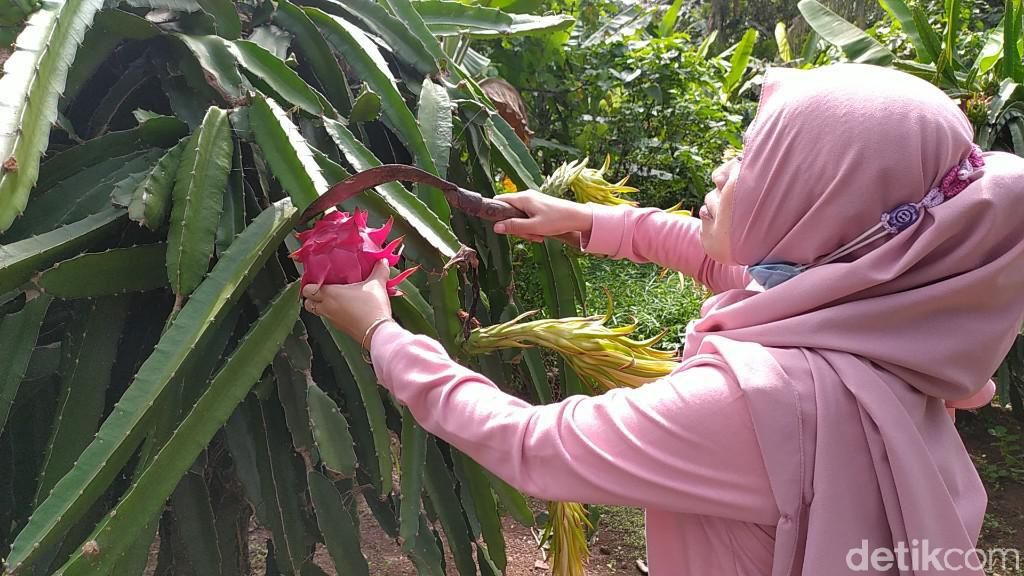 Foto: Sensasi Memetik dan Mencicipi Buah Naga Langsung di Kebunnya Foto: Sensasi Memetik dan Mencicipi Buah Naga Langsung di Kebunnya