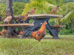 Main ke Pulau Ini Bakal Disambut Ribuan Ayam Liar