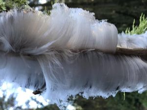 Fenomena Unik Gulali Es Muncul di Pepohonan Saat Musim Salju