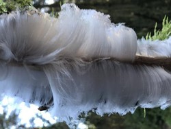 Fenomena Unik Gulali Es Muncul di Pepohonan Saat Musim Salju