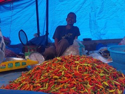 Cabai Rawit di Polman dari Rp 17 Ribu/Kg, Kini Tembus Rp 44 Ribu/Kg