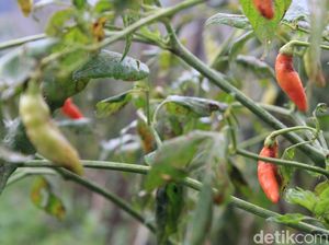 Hasil Panen Menurun, Harga Cabai Rawit di Bandung Naik