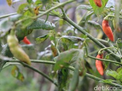 Hasil Panen Menurun, Harga Cabai Rawit di Bandung Naik