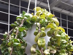 Tanaman Hias Hoya Compacta Lagi Populer, Ini 5 Cara Merawatnya Agar Subur