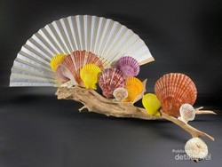 Begini Cara Menekuni Hobi Koleksi Cangkang Keong