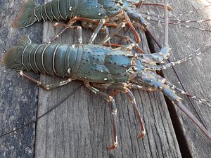 Ekspor Benih Lobster: Dilarang Susi, Dibolehkan Edhy, Disetop Trenggono