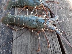 Ekspor Benih Lobster: Dilarang Susi, Dibolehkan Edhy, Disetop Trenggono