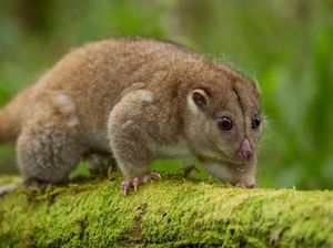 Sebelum Sapi dan Ayam, Dulu Kuskus Jadi Hewan Ternak Populer