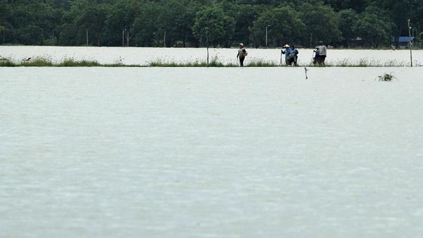 Terendam Banjir, Sawah di Indramayu Bak Lautan