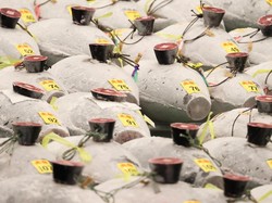 Lelang Tuna Sirip Biru di Jepang Terjual Rp 2,8 M