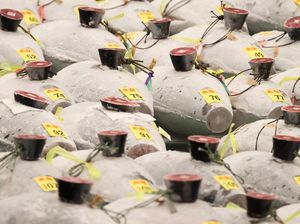 Lelang Tuna Sirip Biru di Jepang Terjual Rp 2,8 M Lelang Tuna Sirip Biru di Jepang Terjual Rp 2,8 M