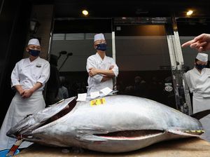 Tetap Gelar Lelang Saat Pandemi, Ikan Tuna Ini Terjual Rp 2,8 M Tetap Gelar Lelang Saat Pandemi, Ikan Tuna Ini Terjual Rp 2,8 M