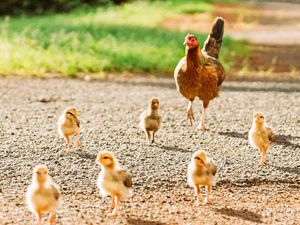 Perdana! RI Ekspor Ayam Hidup ke Singapura