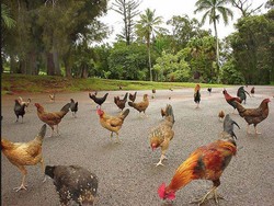 Wow! Ribuan Ayam Liar Hidup Bebas di Hawaii