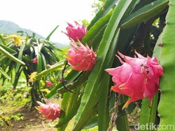 Menyegarkan Mata dan Rasa di Kebun Buah Naga Cidodog