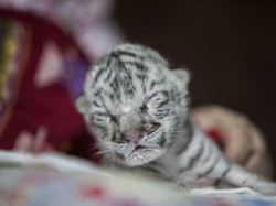 Kasihan, Anak Harimau Putih Langka Ditolak Induknya