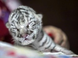 Dua Bayi Harimau Putih Mati karena Terpapar Corona
