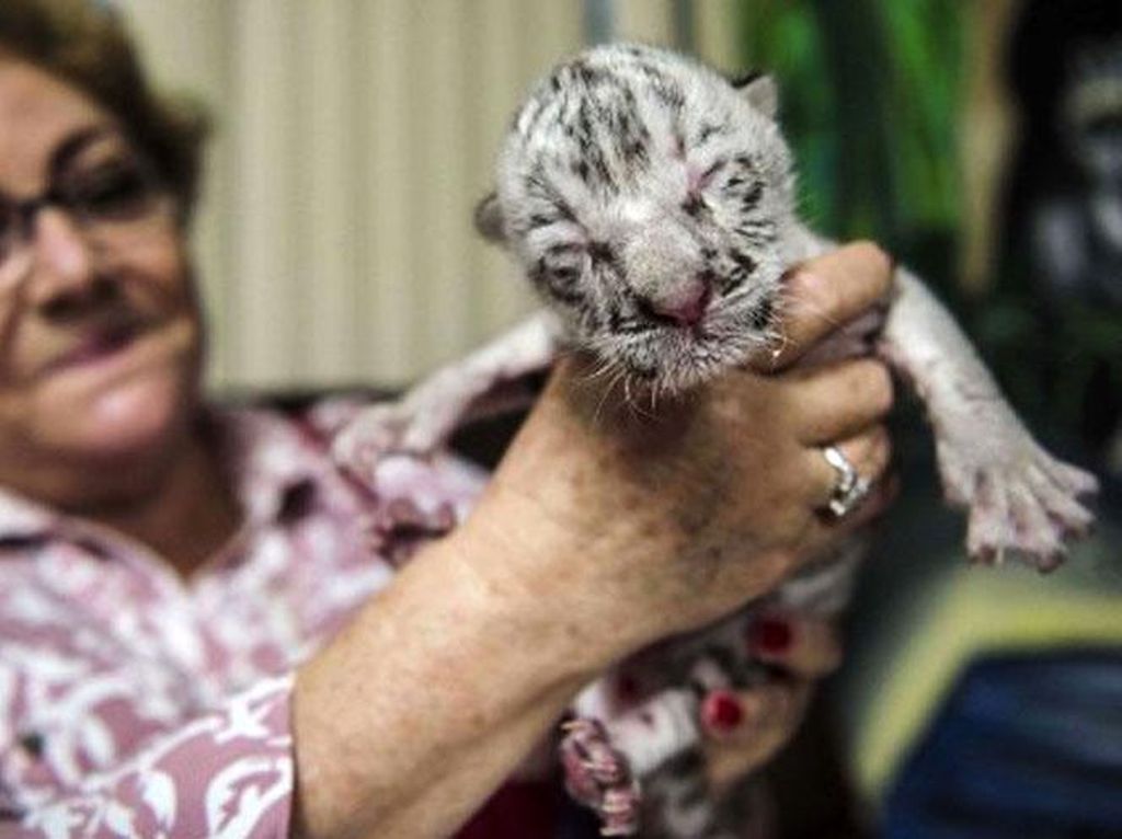 Langka! Harimau Putih Lahir di Nikaragua