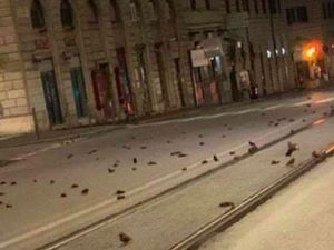 Misterius, Ratusan Burung Mati Tergeletak di Jalanan Roma