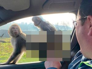 Monyet Asyik Bercinta di Jendela Mobil Turis Saat Safari