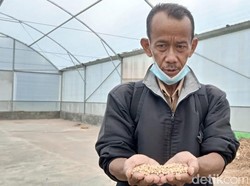 Petani di Kuningan Raup Untung di Tengah Naiknya Harga Kedelai
