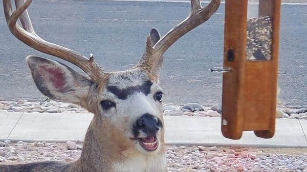 Yuk Tertawa Dulu Lihat Pose Hewan-hewan yang Tidak Sengaja Terpotret Ini