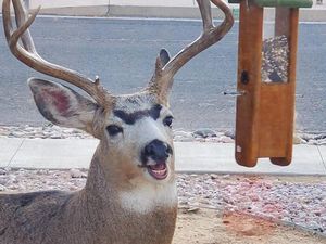 Yuk Tertawa Dulu Lihat Pose Hewan-hewan yang Tidak Sengaja Terpotret Ini