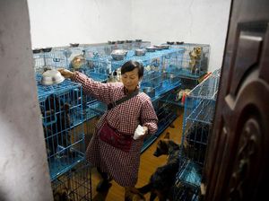 Potret Haru Hidup Wanita yang Pelihara 1.300 Anjing dan 100 Kucing Terlantar