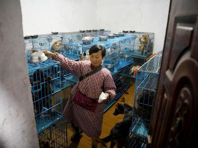 Potret Haru Hidup Wanita yang Pelihara 1.300 Anjing dan 100 Kucing Terlantar