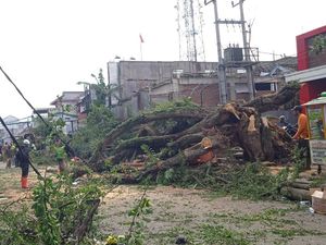 Waspada! Ini Lokasi Rawan Pohon Tumbang di Garut