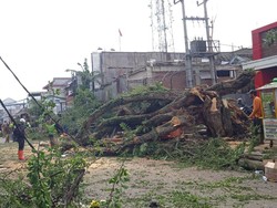 Waspada! Ini Lokasi Rawan Pohon Tumbang di Garut