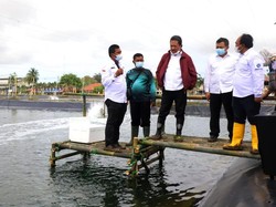 KKP Bakal Tingkatkan Ekspor Udang ke AS dan China Hingga 250%