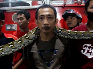 Ular Sanca 4 Meter Berkeliaran di Pasar Malam Parepare