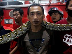 Ular Sanca 4 Meter Berkeliaran di Pasar Malam Parepare