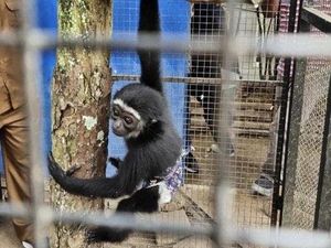 Warga Bukittinggi Sumbar Serahkan Ungko ke BKSDA