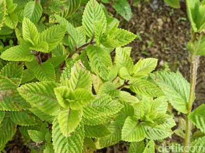 Kisah Petani Garap Cincau Hitam di Tengah Pandemi