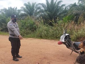 Rebutan Panen Sawit, Joni Ginting Tebas Kaki Tetangga hingga Putus