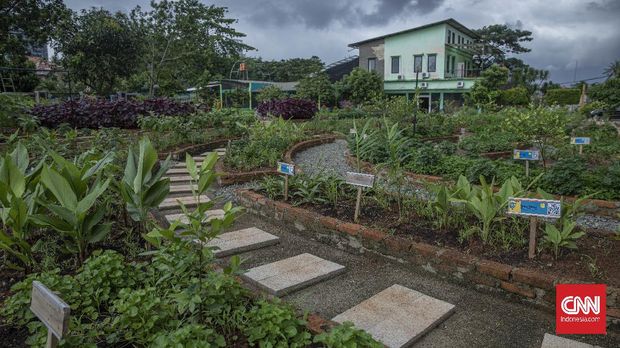 Suasana di kawasan Agro Edukasi Wisata Ragunan, Jakarta, Sabtu, 9 Januari 2021. Pemerintah Kota Jakarta Selatan mendirikan Agro Edukasi Wisata Ragunan sebagai tempat percontohan pertanian perkotaan untuk pusat edukasi bagi warga Ibu Kota. CNN Indonesia/Bisma Septalisma