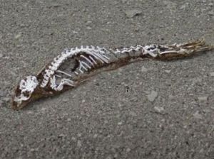 Google Maps Rekam Penampakan Dinosaurus Antartika