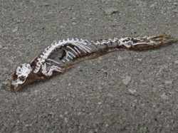 Google Maps Rekam Penampakan Dinosaurus Antartika