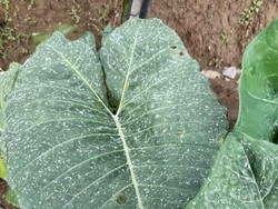 Merapi Erupsi, Hujan Abu Guyur Boyolali