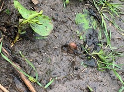 Temukan Kentang Mirip Kaki Manusia, Wanita Ini Lapor Polisi!